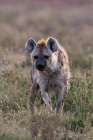 Portrait of a spotted hyena-Crocuta Crocuta Ndutu-Ngorongoro Conservation Area-Tanzania Art Print